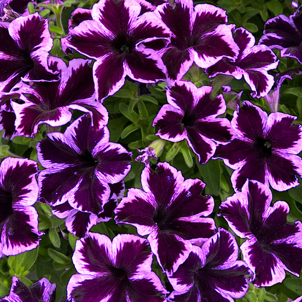 Petunia hybrida 'Crazytunia Cosmic Violet'