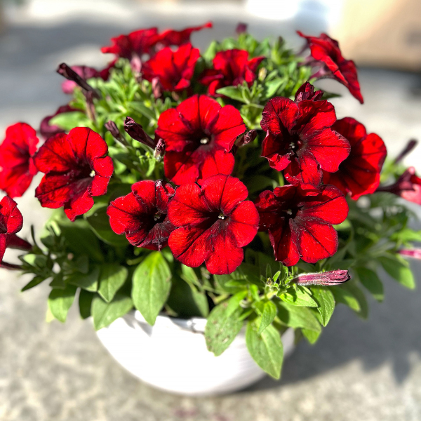 Petunia hybrida 'Crazytunia Gingersnap'