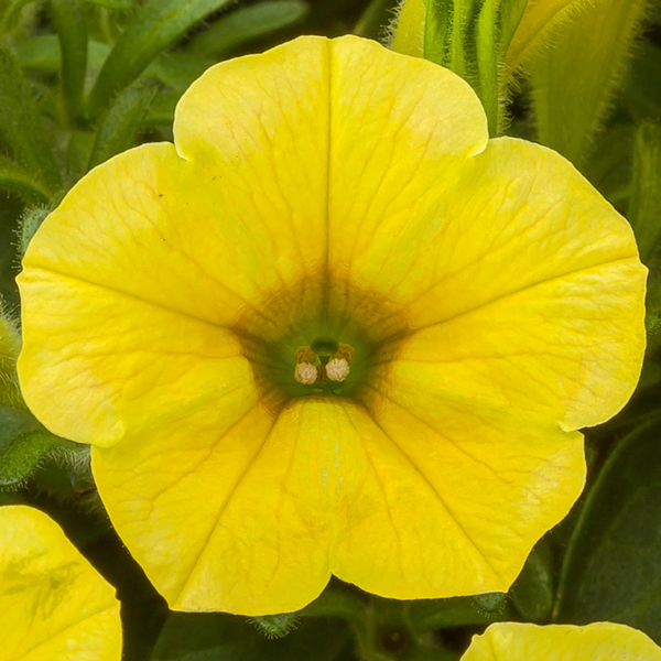 Petunia hybrida 'Dekko Banana'