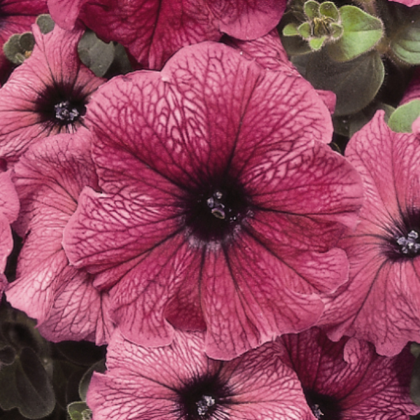 Petunia hybrida 'Madness Plum'