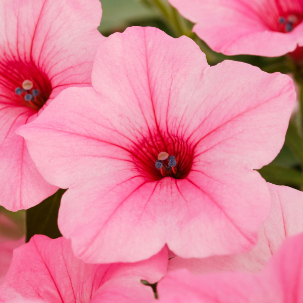 Petunia hybrida 'Dekko Maxx Pink'