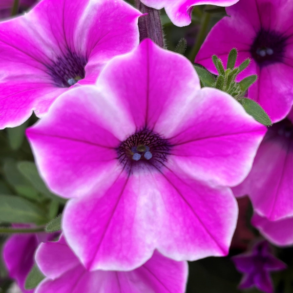 Petunia hybrida 'Dekko Pinwheel Purple'