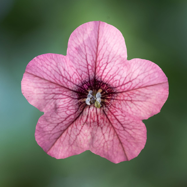 Petunia hybrida 'Dekko Rose Vein'