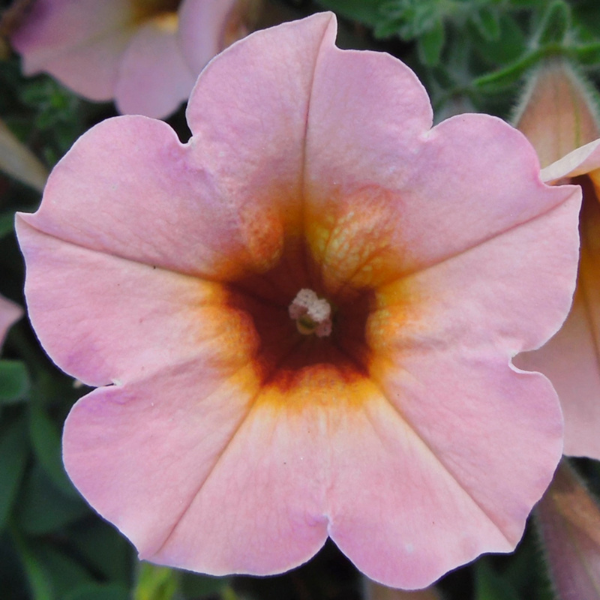 Petunia hybrida 'Dekko Sorbet'