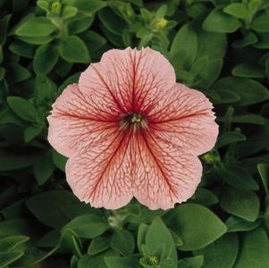 Floribunda Petunia