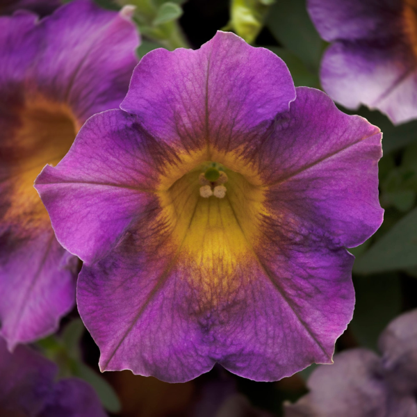 Petunia hybrida 'Fun House Amethyst Sunshine'