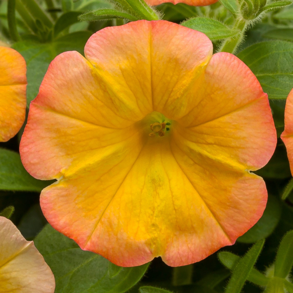 Petunia hybrida 'Fun House Papaya'