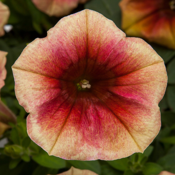 Petunia hybrida 'Fun House Peach Melba'