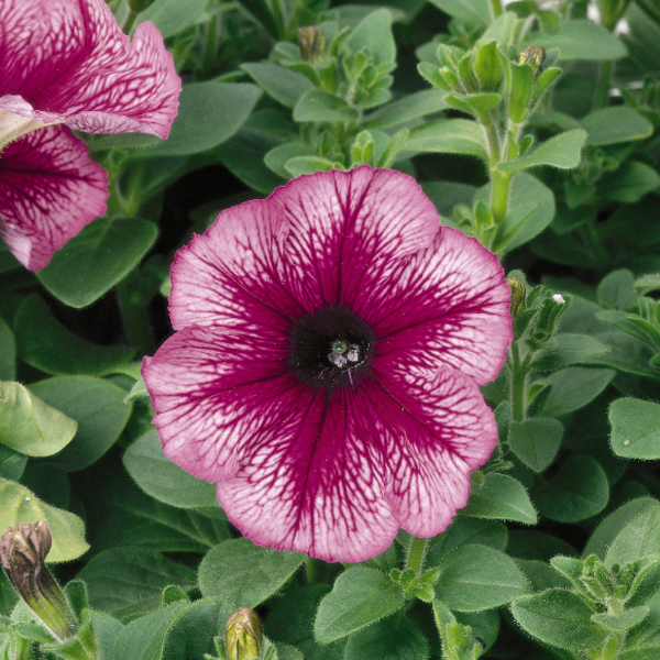 Petunia hybrida 'Madness Sugar'