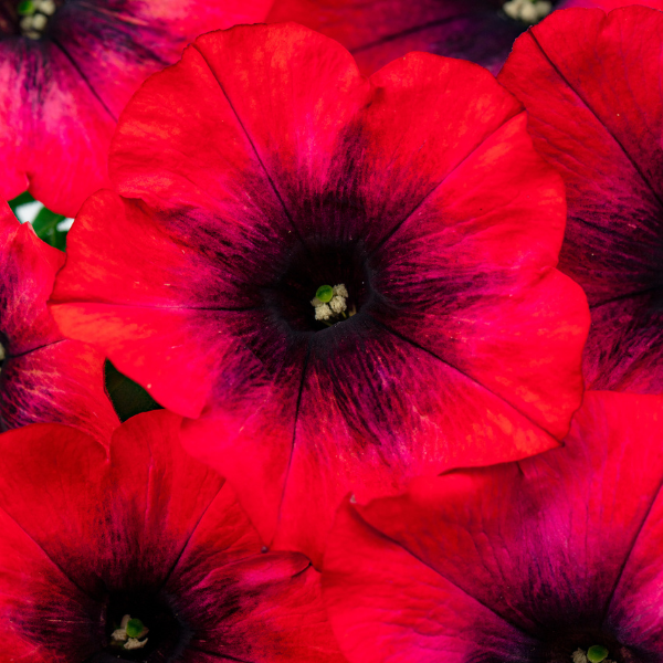 Petunia hybrida 'Hells Ember Red'