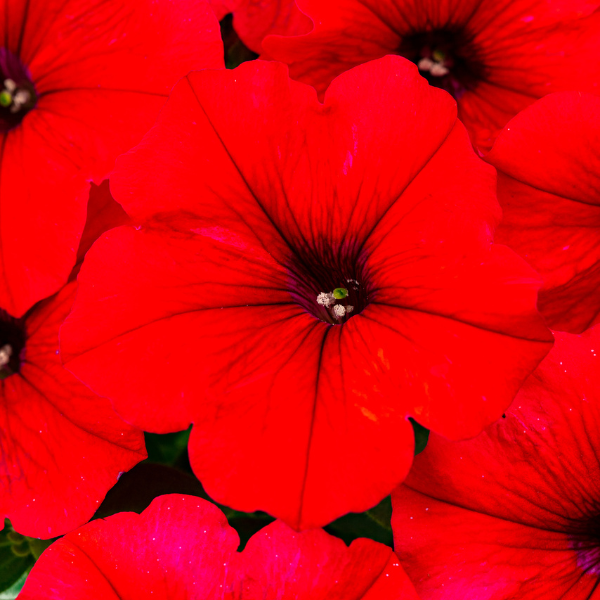 Petunia hybrida 'Hells Forge'