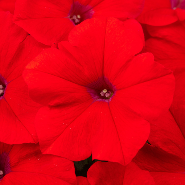 Petunia hybrida 'Hells Heat'