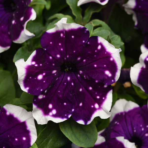Petunia hybrida 'Main Stage Glacier Sky'