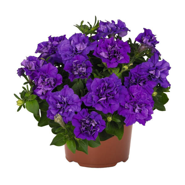 Petunia hybrida 'Origami Marine'