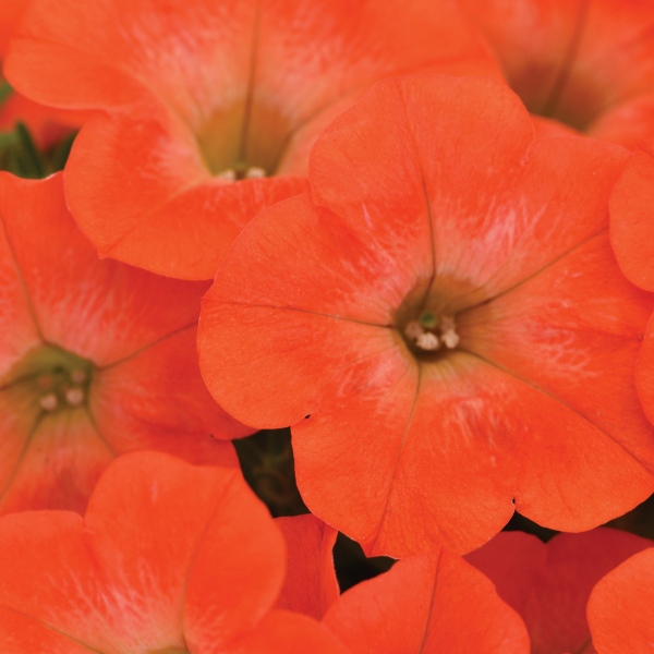 Petunia hybrida 'Perfectunia Mandarin'