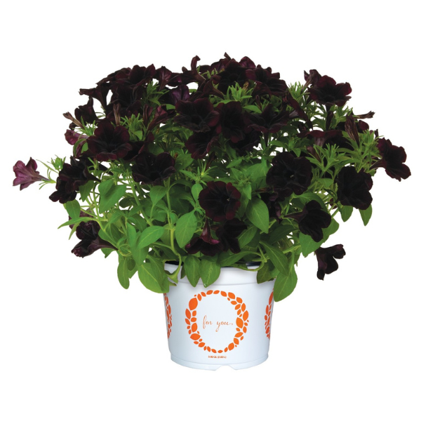Petunia hybrida 'Potunia Plus Black Satin'