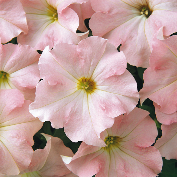 Petunia hybrida 'Dreams Appleblossom'