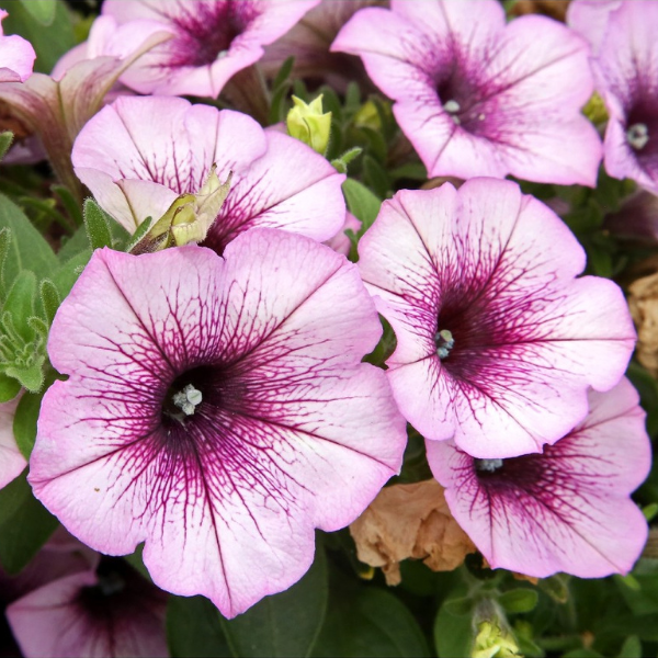 Petunia hybrida 'Potunia Plus Purple Vein'