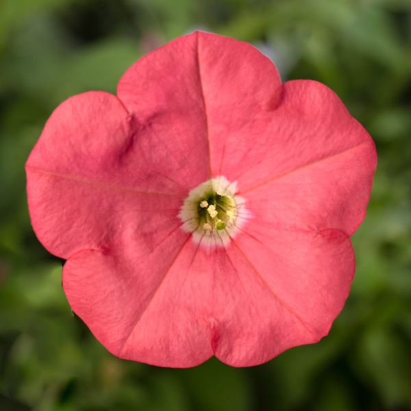 Petunia hybrida 'Sanguna Coral'