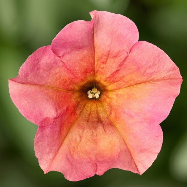 Petunia hybrida 'Sanguna Mango Punch'