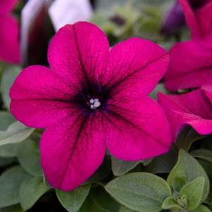 Petunia hybrida 'Dreams Burgundy Imp'