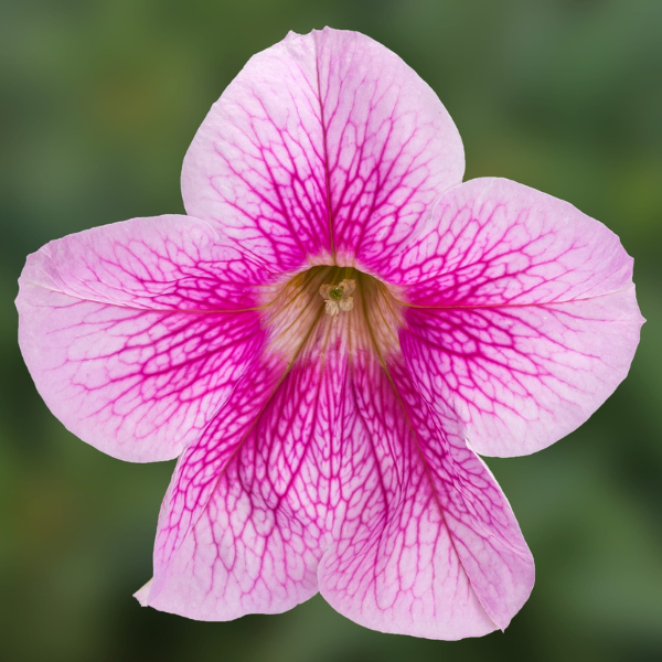 Petunia hybrida 'Sanguna Mega Pink Vein'