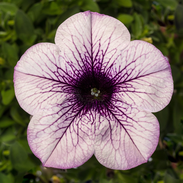 Petunia hybrida 'Sanguna Mega Purple Vein'