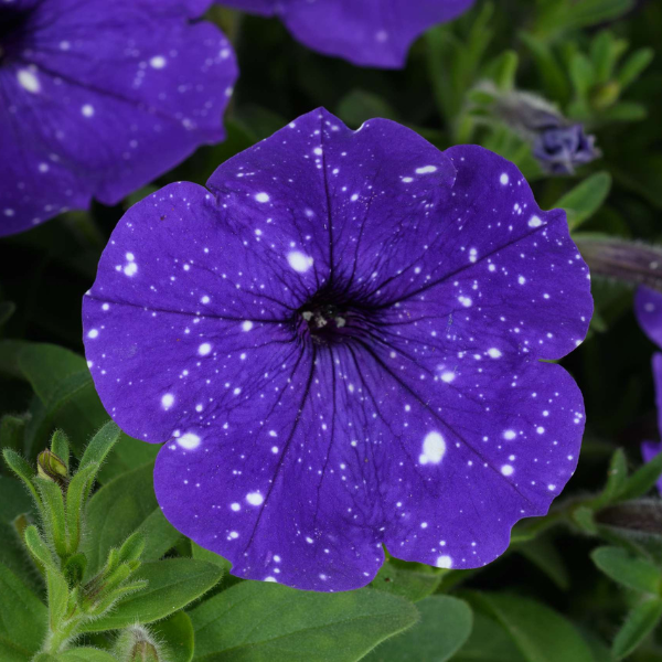 Petunia hybrida 'Splash Dance Bolero Blue'