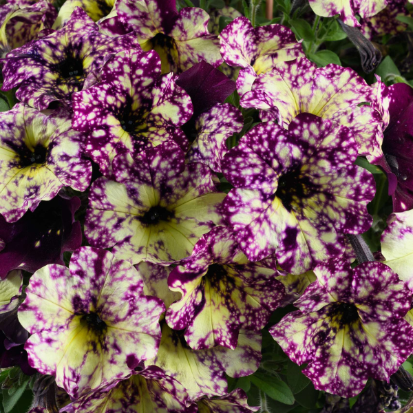 Petunia hybrida 'Splash Dance Magenta Mambo'