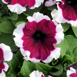 Petunia hybrida 'Dreams Burgundy Picotee'