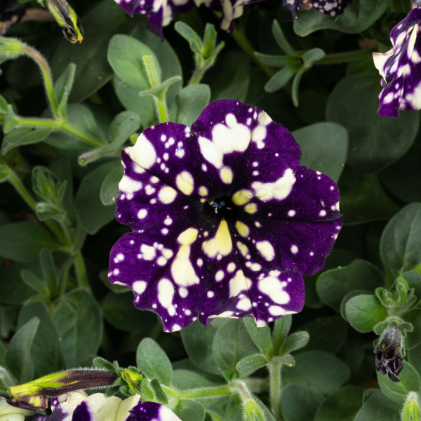 Petunia hybrida 'Splash Dance Violet Vogue'