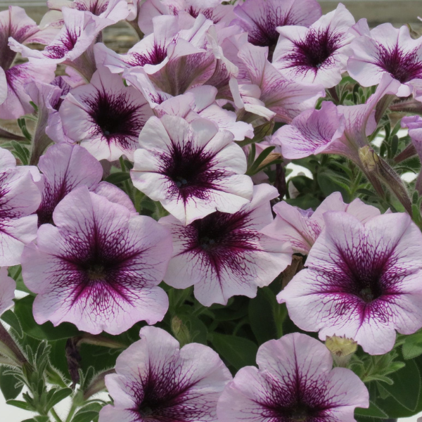 Petunia hybrida 'Surfinia Heavenly Amethyst Burst'