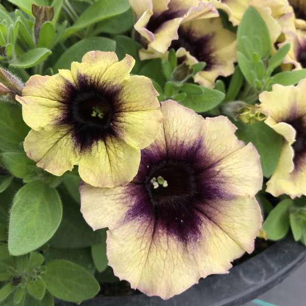 Petunia hybrida 'Surfinia Heavenly Blackberries and Cream'