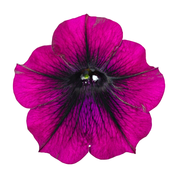 Petunia hybrida 'Surfinia Heavenly Cabernet'