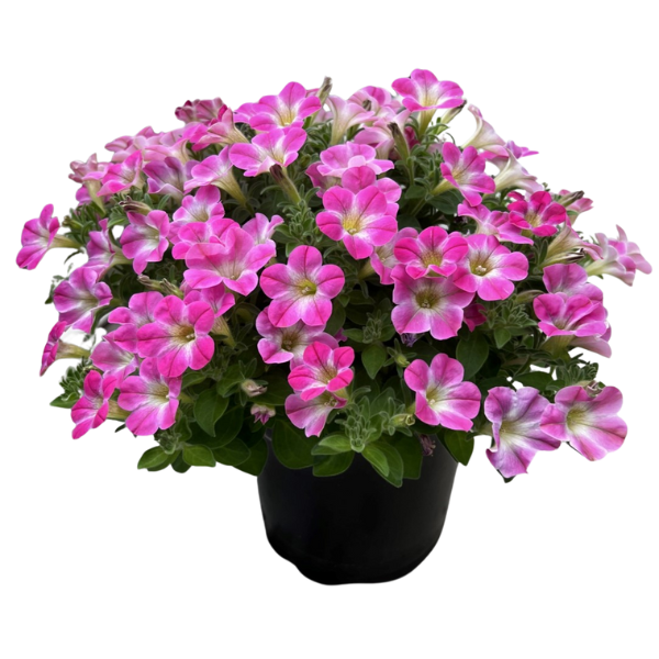 Petunia hybrida 'Surfinia Mounding Patio Party Pink'