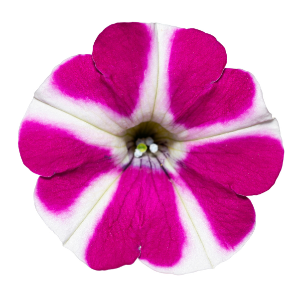 Petunia hybrida 'Surfinia Purple Heart'