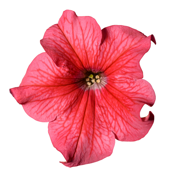 Petunia hybrida 'Surfinia XXL Salmon Vein'