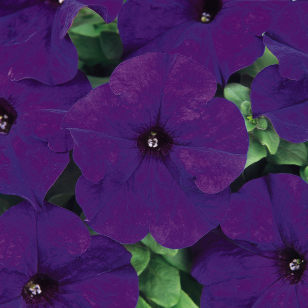 Grandiflora Petunia