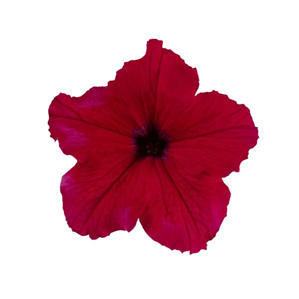 Petunia hybrida 'Surfinia XXL Watermelon Jazz'