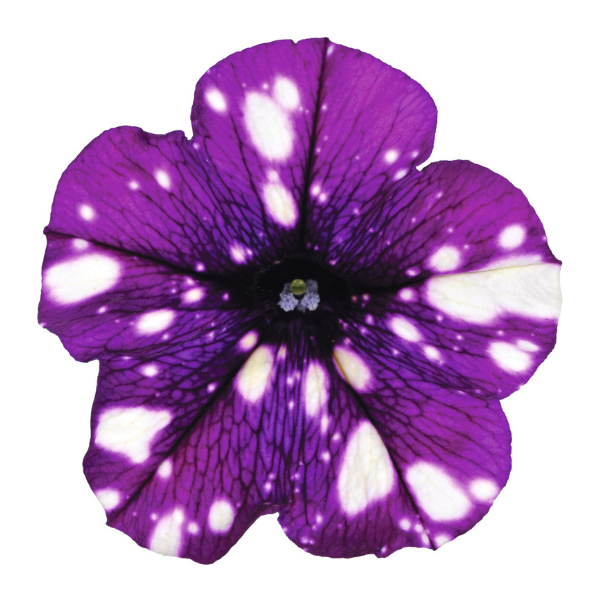 Petunia hybrida 'Surprise Sparkle Purple'