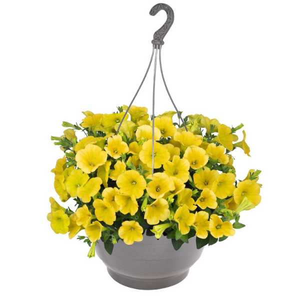 Petunia hybrida 'Surprise Yellowstone Forever'