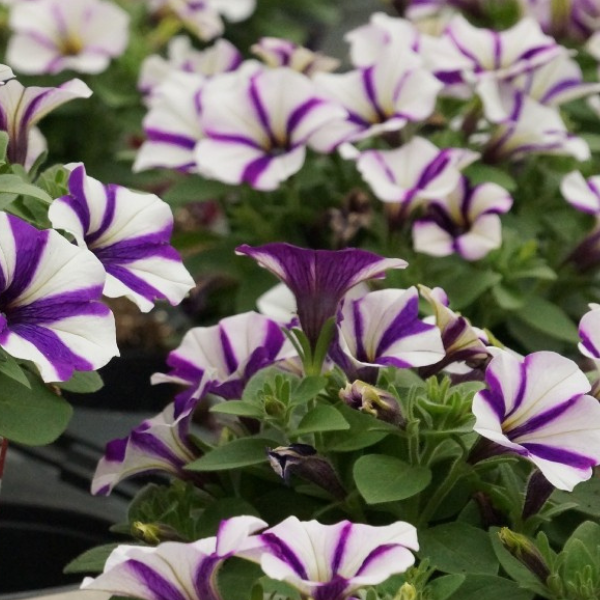 Petunia hybrida 'Sweetunia Windmill Blue'