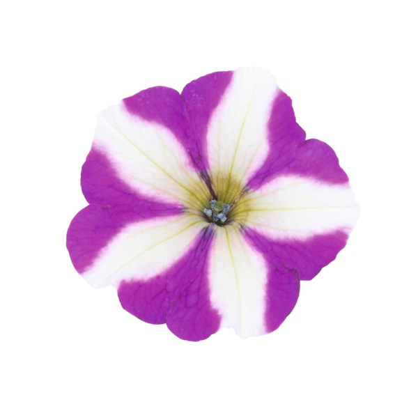Petunia hybrida 'Sweetunia Windmill Purple'