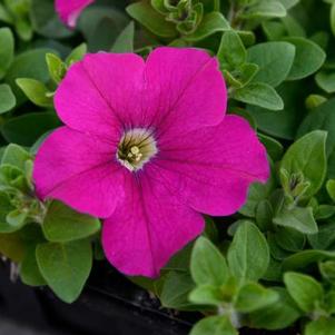 Petunia hybrida 'Dreams Neon Rose'