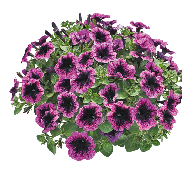 Petunia hybrida 'Veranda Dark Heart'