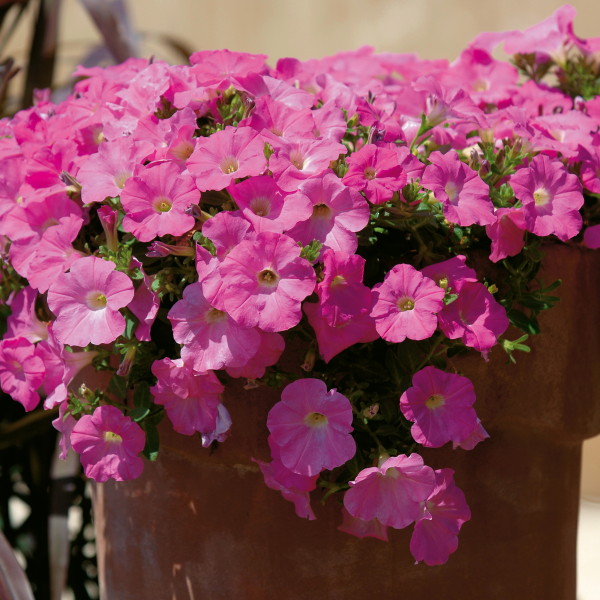 Petunia hybrida 'Veranda Pink Panther'