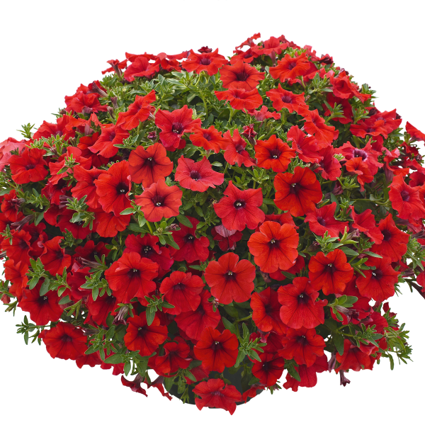 Petunia hybrida 'Veranda Red'