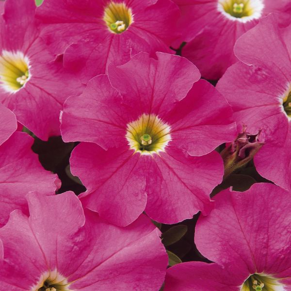 Petunia hybrida 'Dreams Pink'