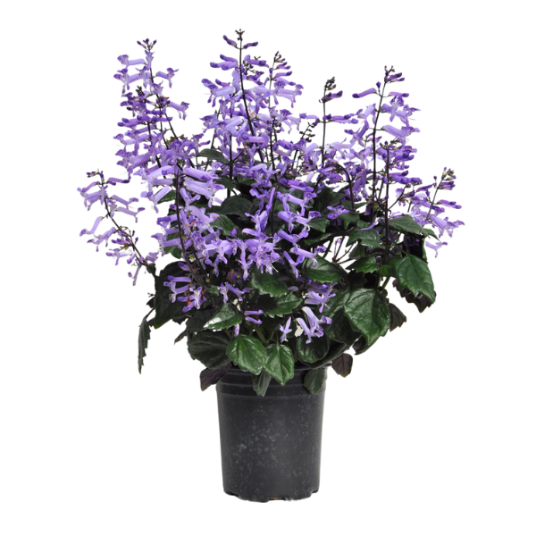 Plectranthus lamiaceae 'Lion Blue'