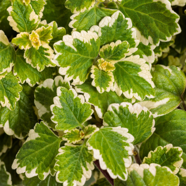 Plectranthus coleoides 'Variegated'